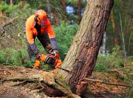 How Our Tree Care Process Works  in  Dunbar, WV
