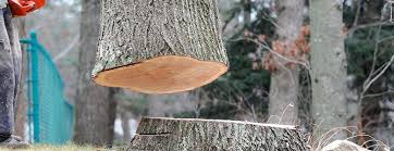 Professional Tree Care in Dunbar, WV