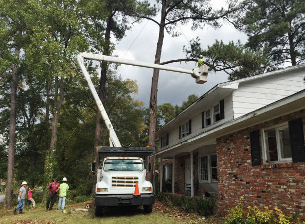 Leaf Removal in Dunbar, WV