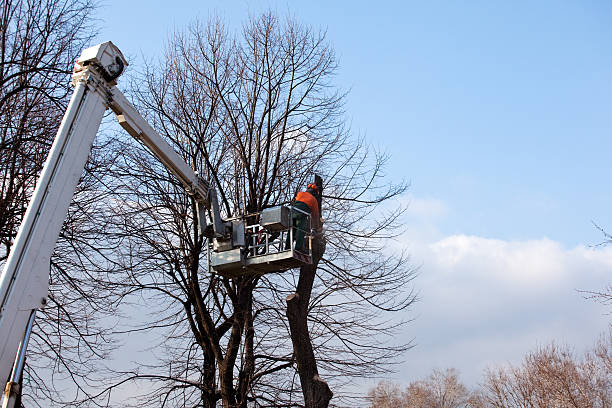 Best Hedge Trimming  in Dunbar, WV